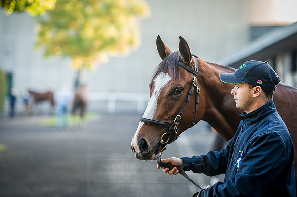 Goffs Orby 2015 -111