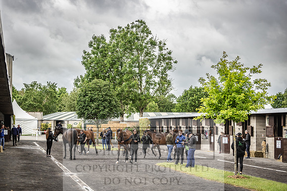 Goffs Land Rover Sale 2022-551