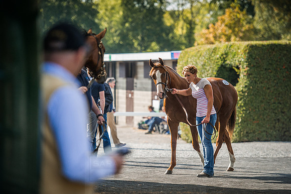 Goffs Orby 2015 -596