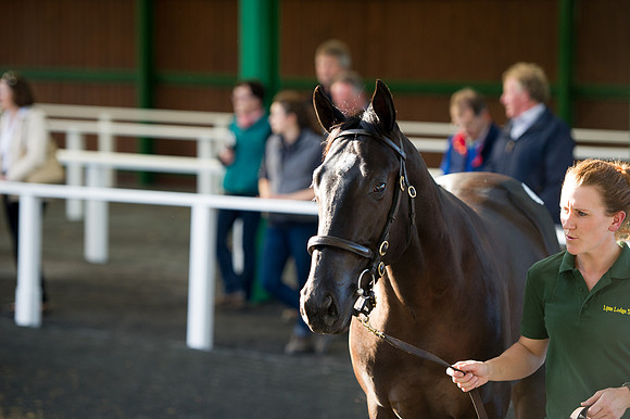Goffs Orby14 CF7 403