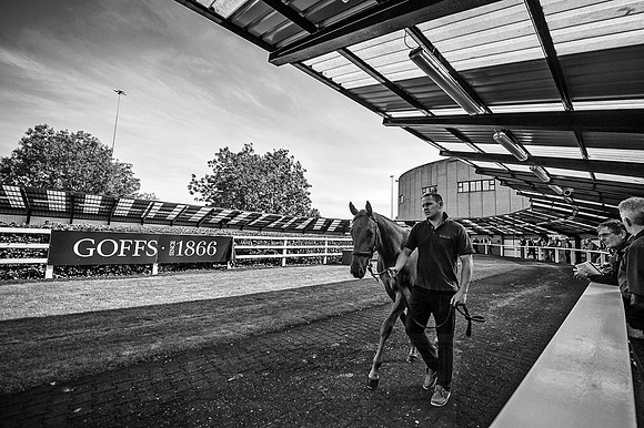 Goffs Orby 2015 -312 bw