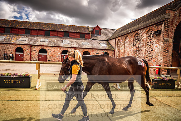 Goffs Yorton Sale 2022-190