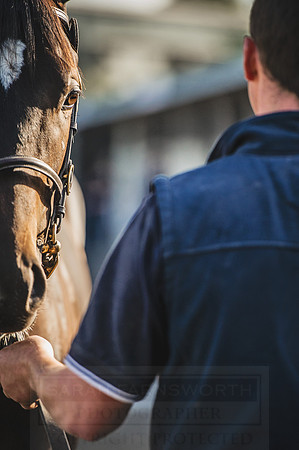 Goffs Orby 2015 -222