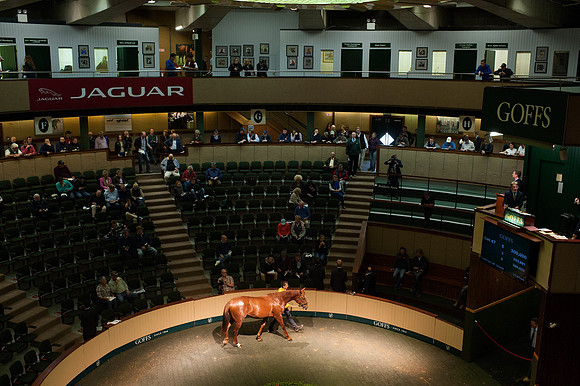 Goffs Orby14 CF4 229