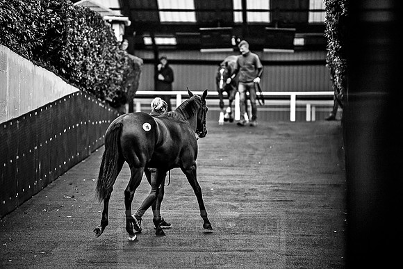Goffs Orby 2018 Day 1-214