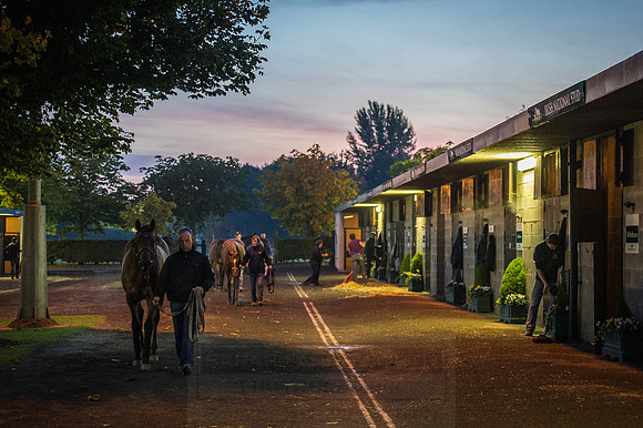 Goffs Orby 2015 -4