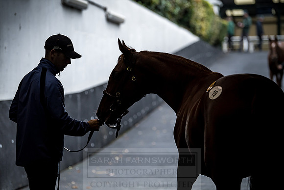 Goffs Orby 2018 Day 1-209