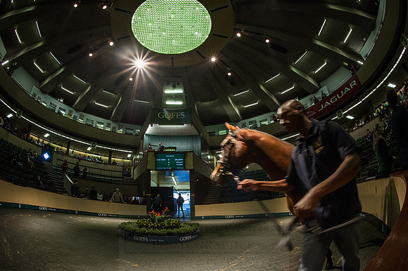 Goffs Orby 2015 -541