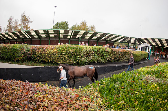 Goffs Orby14 CF6 082