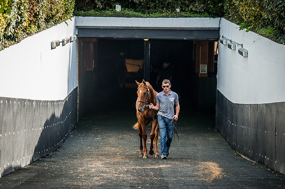Goffs Orby 2015 -599