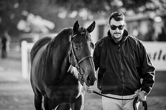 Goffs Orby 2015 -158 bw