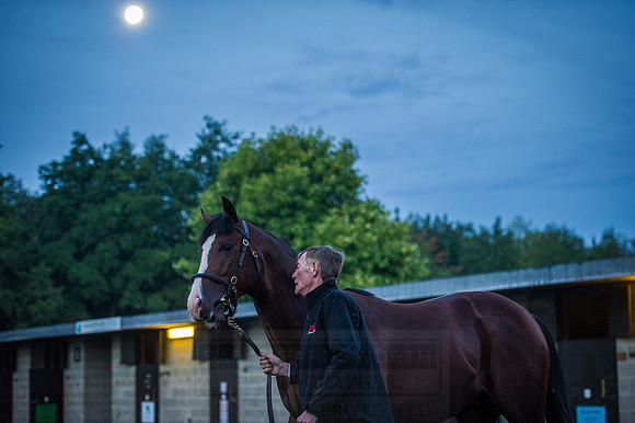 Goffs Orby 2015 -47