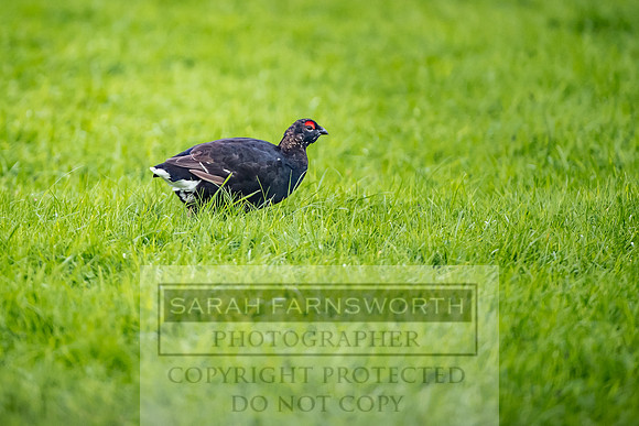 Grouse in Teesdale-3