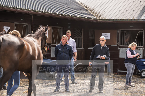 Goffs UK Spring Sale 2024-166