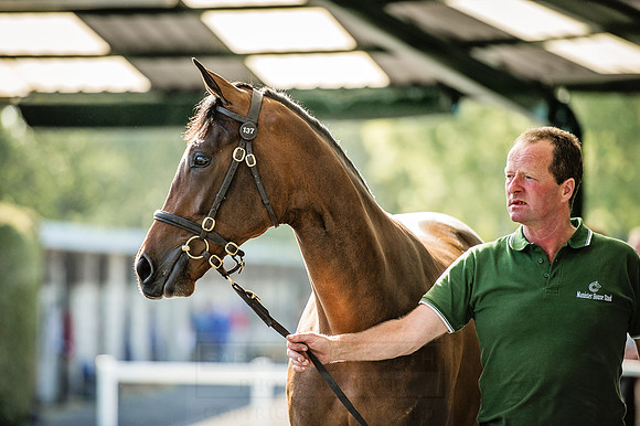 Goffs Orby 2015 -392