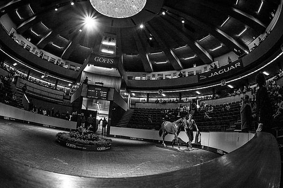 Goffs Orby 2015 -551 bw