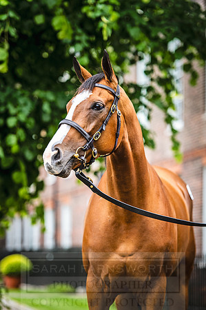 Goffs London Sale 2016-157