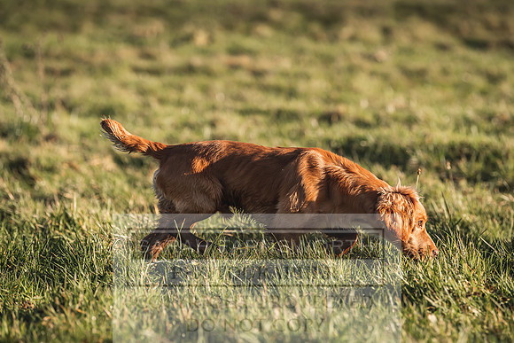 Avonmeadow Stud Dogs-37