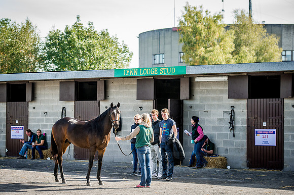 Goffs Orby 2015 -303