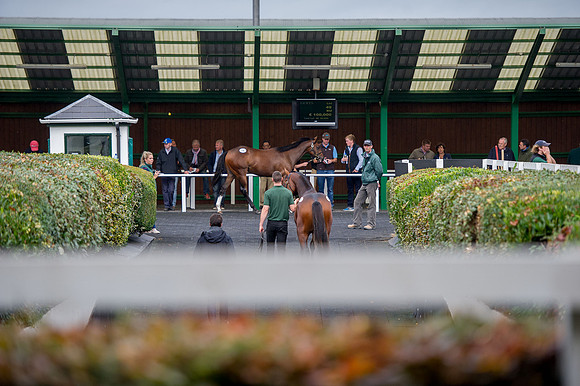 Goffs Orby14 CF5 197