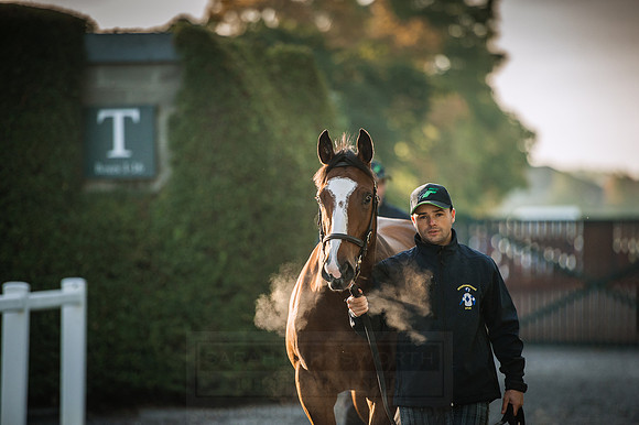Goffs Orby 2015 -133