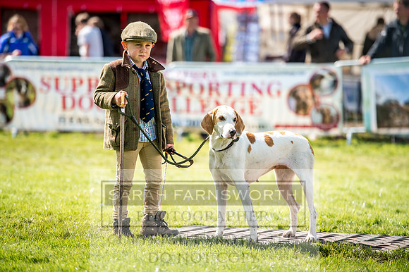 Lowther Hound Show 2017-75