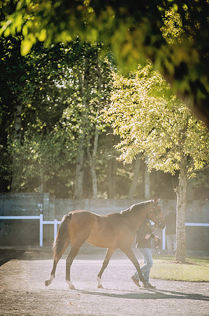 Goffs Orby 2015 -368