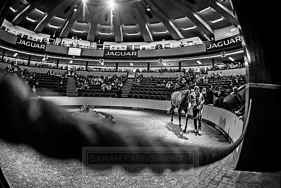 Goffs Orby 2018 Day 1-283