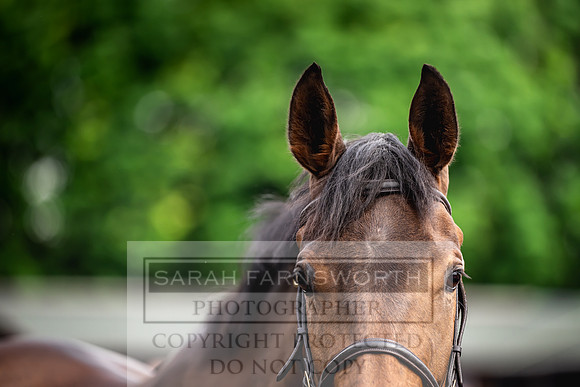 Goffs UK Spring Sale 2024-68