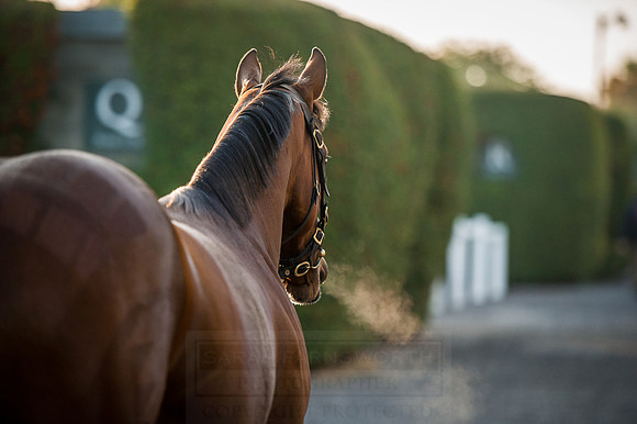 Goffs Orby 2015 -120