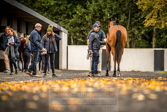 Goffs Orby 2018 Day 1-95