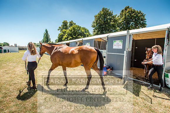 Goffs London Sale 2018-12