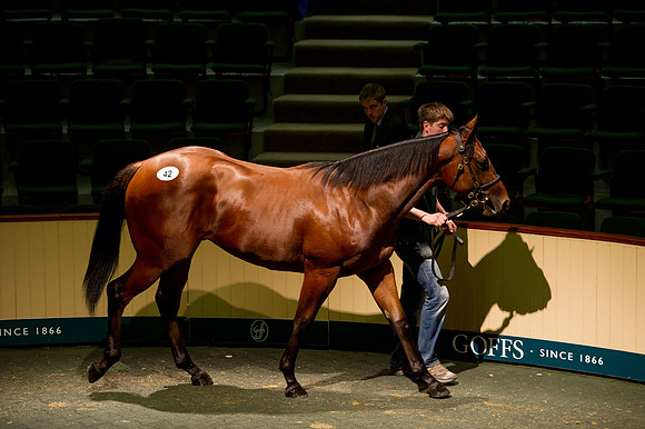 Goffs Orby14 CF5 106