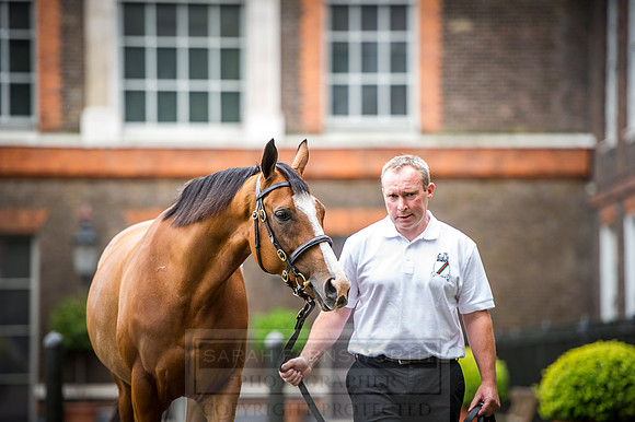 Goffs London Sale 2016-88