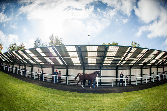 Goffs Orby 2015 -607
