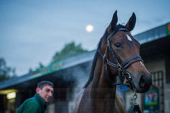 Goffs Orby 2015 -66