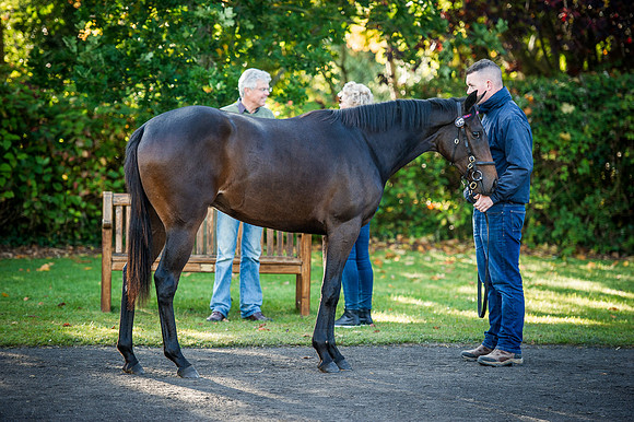 Goffs Orby 2015 -189