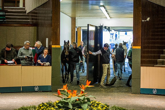 Goffs Orby 2015 -425