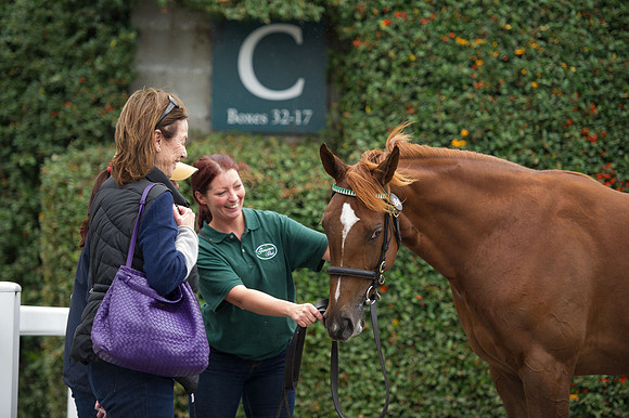 Goffs Orby14 CF5 574