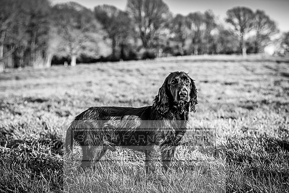 Avonmeadow Stud Dogs-104