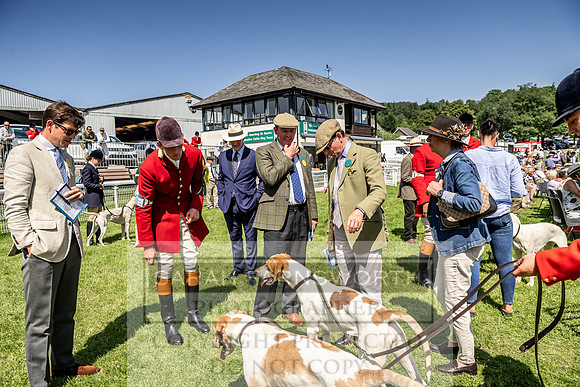 Builth Hound Show 2019-166