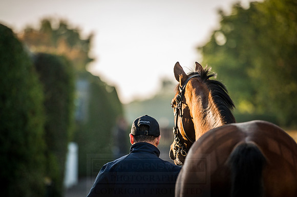 Goffs Orby 2015 -123