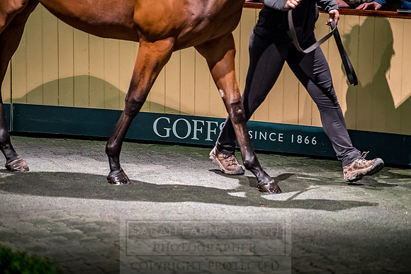 Goffs Orby 2018 Day 1-145