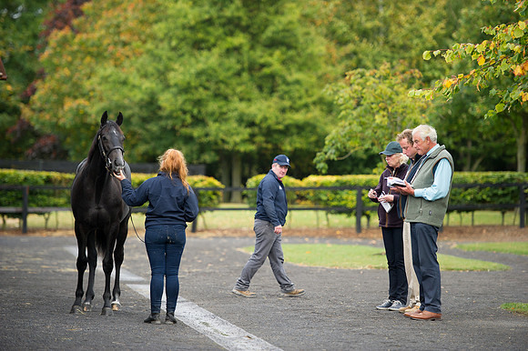 Goffs Orby14 CF7 168