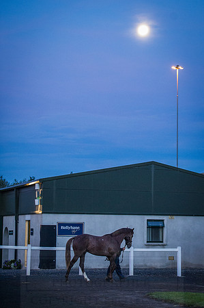 Goffs Orby 2015 -28