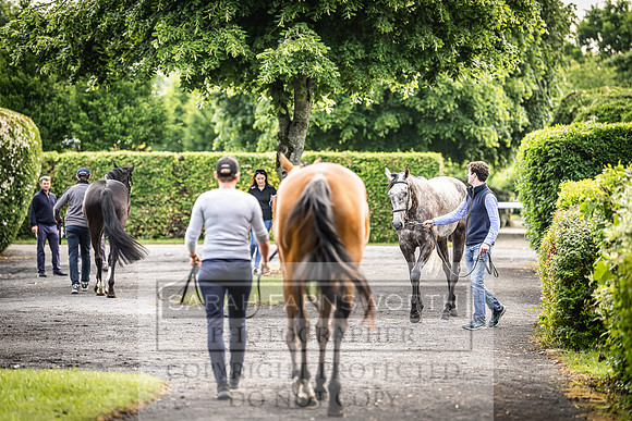 Goffs Land Rover Sale 2022-51