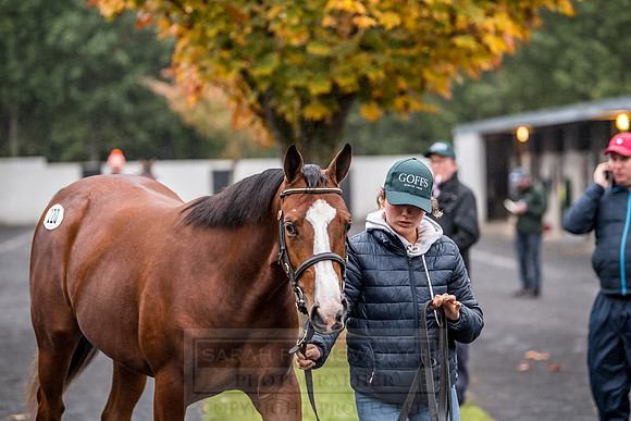 Goffs Orby 2018 Day 1-18