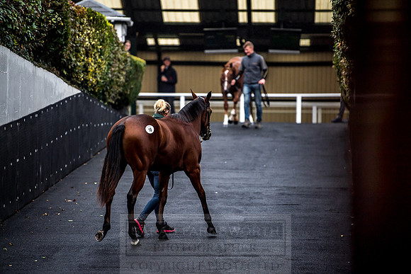 Goffs Orby 2018 Day 1-215