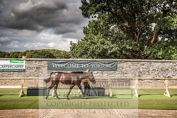 Goffs Yorton Sale 2022-173