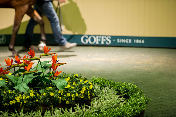 Goffs Orby14 CF5 234